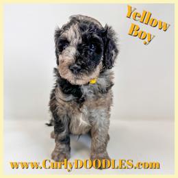 Yellow male Golden Mountain Doodle - Merle male Goldendoodle puppy in Taneytown, Maryland from Curlydoodles