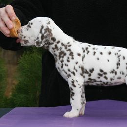 Girl (Purple) - White and liver brown Dalmatian puppy in Spring Branch, Texas from D'vine Dalmatians