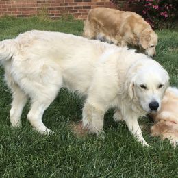 Memphis - Golden Retriever