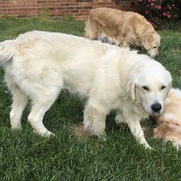 Memphis - Golden Retriever