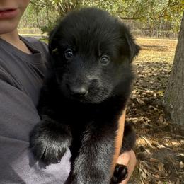 Red collar girl - Black female German Shepherd puppy in Lake City, Florida from Saylor Shepherds