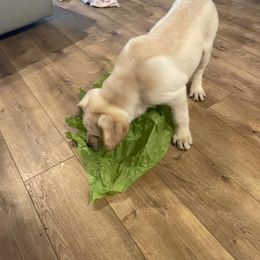 Labrador Retriever Puppies from Willow Kane Farm