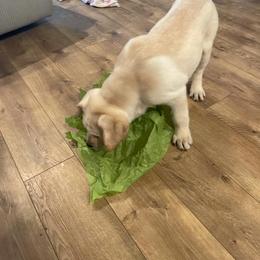 Labrador Retriever Puppies from Willow Kane Farm