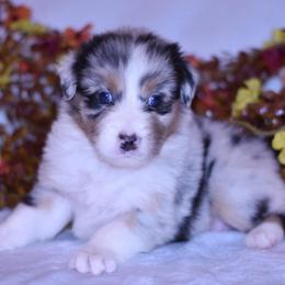 Hazel - Blue merle female Australian Shepherd puppy in Easton, Missouri from MMA Kennel