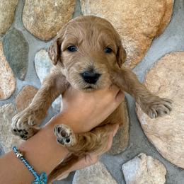 Light Green - Female - Red  female Goldendoodle puppy in Kent City, Michigan from Hannah Mae Doodles