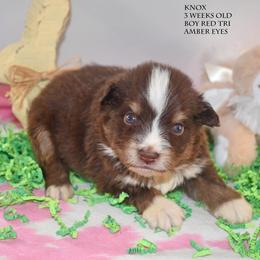 Knox - Red tri male Miniature Australian Shepherd puppy in Patterson, North Carolina from DreamLine Aussies