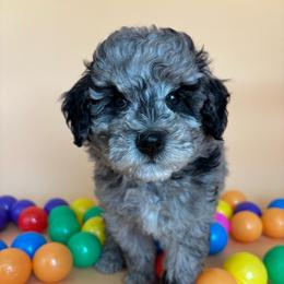 Dill - Blue merle male Aussiedoodle puppy in Lake City, Florida from North Florida Poodles and Doodles