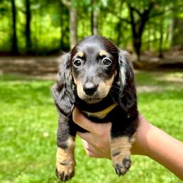 Ahsoka AKC OFA CHIC - Black and cream female Dachshund puppy in El Dorado, Arkansas from LovelylilDoxies