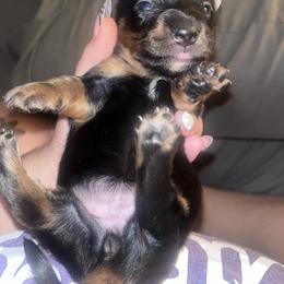 Dachshund Puppies from Doxie Dreams