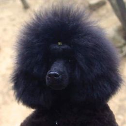 Minime - Poodle