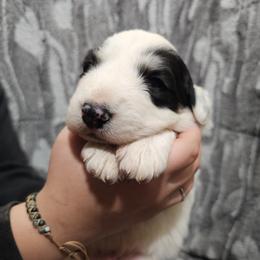 Boy 2 - White and badger male Great Pyrenees puppy in Tombstone, Arizona from WeVolution Off-Grid