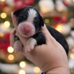 Holly - Tri-color female Bernedoodle puppy in Kilgore, Texas from Furry Tail Doodles