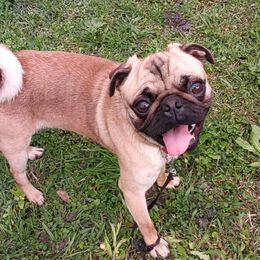 Pug All Grown Up from Little River Canyon Pugs