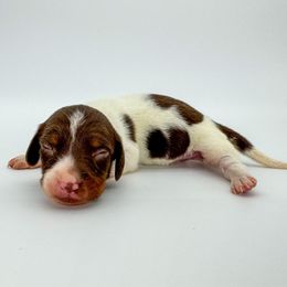 Bennie - Piebald male Dachshund puppy in Waddell, Arizona from Neu Doxies