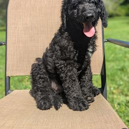 Green - Black male Goldendoodle puppy in Midland, North Carolina from Alger Farm, LLC