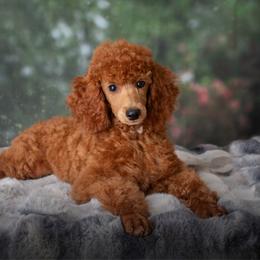 Billy - Red  male Poodle puppy in Vilonia, Arkansas from Donna’s Pretty Poodles