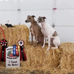 Whippet All Grown Up from Jamminwhippets