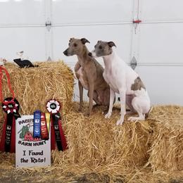 Whippet All Grown Up from Jamminwhippets