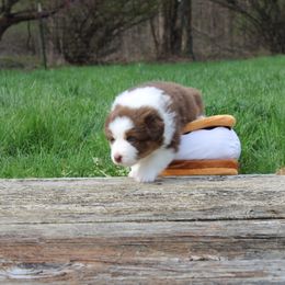 Girl 2 - Australian Shepherd puppy in Bloomington, Indiana from Starlit Grove Australian Shepherds