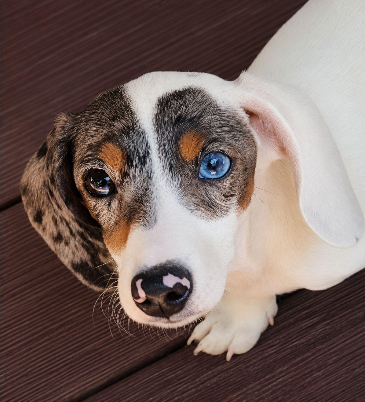 Red - Gray (blue) and tan female Dachshund puppy in Ridge, New York from Tracy's Puppy Club