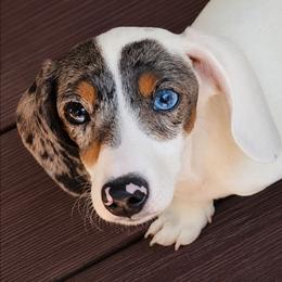 Red - Gray (blue) and tan female Dachshund puppy in Ridge, New York from Tracy's Puppy Club