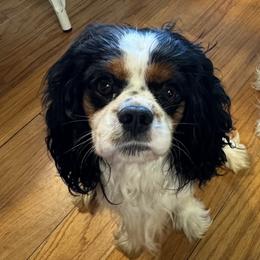 Gunner - Cavalier King Charles Spaniel