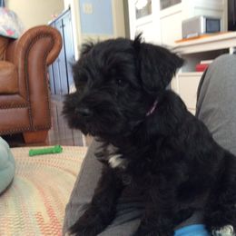 Goldendoodle and Miniature Schnauzer Puppies from Very Special Mini Schnauzers and Goldendoodles