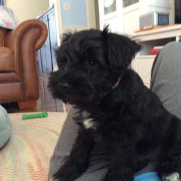 Goldendoodle and Miniature Schnauzer Puppies from Very Special Mini Schnauzers and Goldendoodles