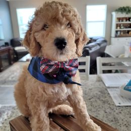 Goldendoodle All Grown Up from We R Mini Doodles