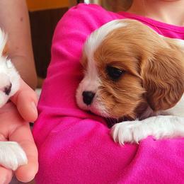 Boy 1 - Blenheim male Cavalier King Charles Spaniel puppy in Castorland, New York from Faithful Friends Cavaliers