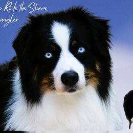 Wrangler - Australian Shepherd