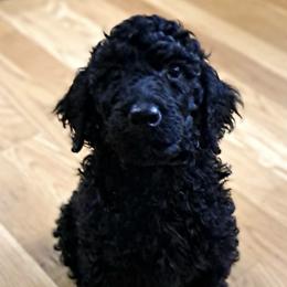 Poodles from To the Nines Poodles