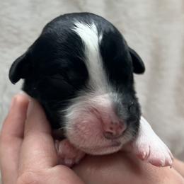 Azul - Parti female Goldendoodle puppy in Lancaster, Pennsylvania from Doodles in the Skye