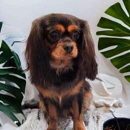 Dreama - Cavalier King Charles Spaniel