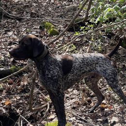 Echo - German Shorthaired Pointer