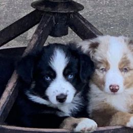 Miniature Australian Shepherd Puppies from Ice Blue Aussies