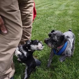 Miniature Schnauzer Puppies from Shenandoah Schnauzers