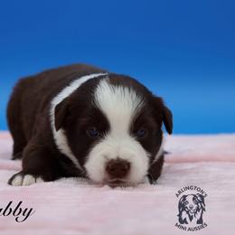 Gabby - Red tri female Miniature Australian Shepherd puppy in Weeki Wachee, Florida from Arlington's Mini Aussies