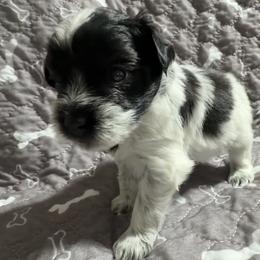 Rocket-Baby boy 2 - Parti male Miniature Schnauzer puppy in Sacramento, California from Valdez Mini Schnauzers