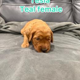 Teal - Golden female Golden Retriever puppy in Salt Lake City, Utah from Soaring golden retrievers