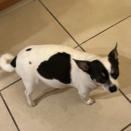 Sasha - Chihuahua