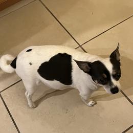Sasha - Chihuahua