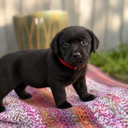 Dixie - Black female Dilute Retriever puppy in Baldwin City, Kansas from Hedge Lane Labradors
