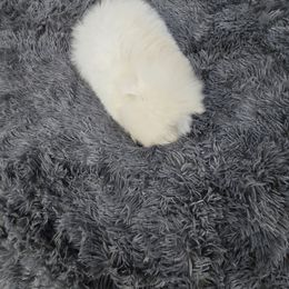 Angelo - Cream male Pomeranian puppy in Texas from Ruby's Poms