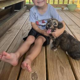 Dachshund Puppies from A&R Dachshund
