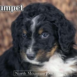 Crumpet - Tri-color male Bernedoodle puppy in Factoryville, Pennsylvania from North Mountain Doodles