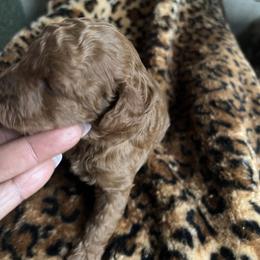 Yves - Red  female Poodle puppy in Fairburn, Georgia from ShesoPoodles