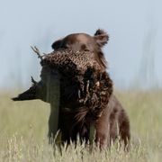 Flat-Coated Retrievers from Shayna Flat-Coated Retrievers