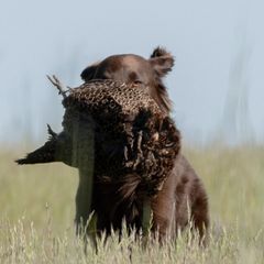 Flat-Coated Retrievers from Shayna Flat-Coated Retrievers