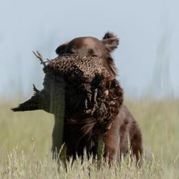 Flat-Coated Retrievers from Shayna Flat-Coated Retrievers